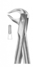  Fig. 81 lower premolars and roots 